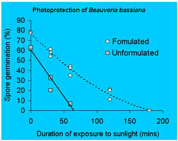 La formulaci�n puede proteger las esporas de Beauveria bassiana contra los efectos da�inos de la luz ultravioleta.