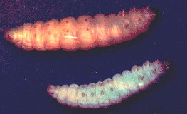 Larvas de Galleria mellonella: una sana y la otra con una infección patente de virus iridiscente (iridovirus).