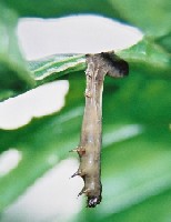 Infecci�n franca de Spodoptera exigua por un baculovirus pat�geno (nucleopoliedrovirus).