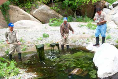 Se eliminan las algas de los charcos criaderos del mosquito Anopheles pseudopunctipennis en el sur de M�xico.