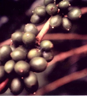 Esporulaci�n de Beauveria bassiana sobre la broca del cafe, Hypothenemus hampei en Chiapas, M�xico. 