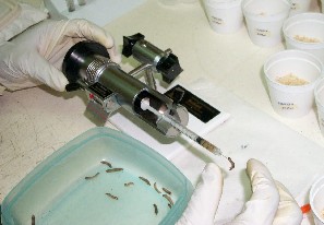 Bioensayos de insectos con infecciones enmascaradas de iridovirus mediante la inyección a larvas de Galleria mellonella.