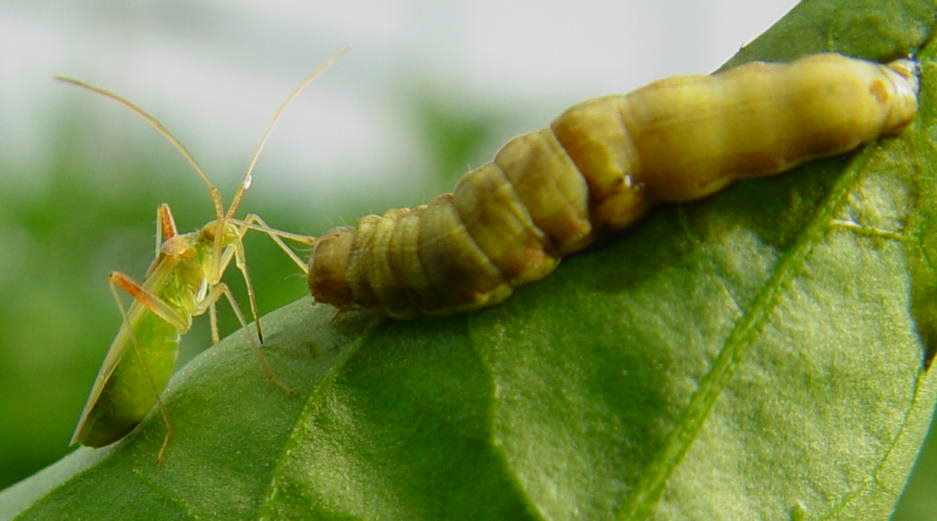 Una chinche depredadora a punto de consumir una larva infectada con SeMNPV