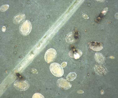 Parasitismo de las ninfas de la mosquita blanca por Encarsia tricolor para la producci�n de avispas hembras.
