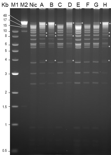 Gel de electroforesis de HindIII para comparar aislados de SfMNPV (Williams et al., 2023)