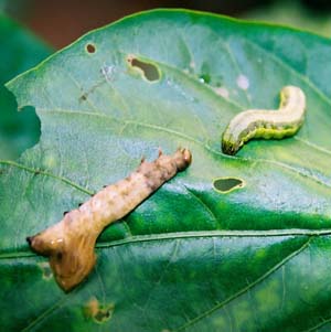 Spodoptera exigua multiple nucleopolyhedrovirus (SeMNPV).