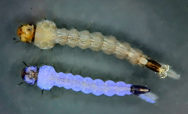 Larva de mosquito con infección patente de iridovirus