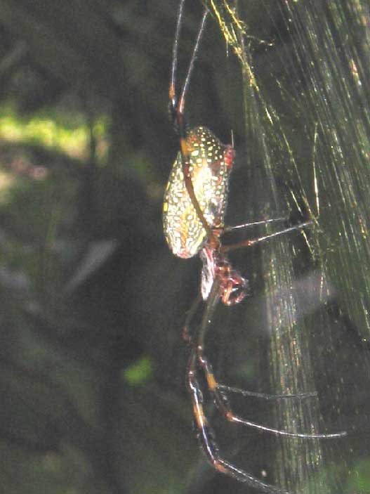 Ara�a depredadora en Chiapas, M�xico: Nephilia clavipes (foto Yann Henaut)