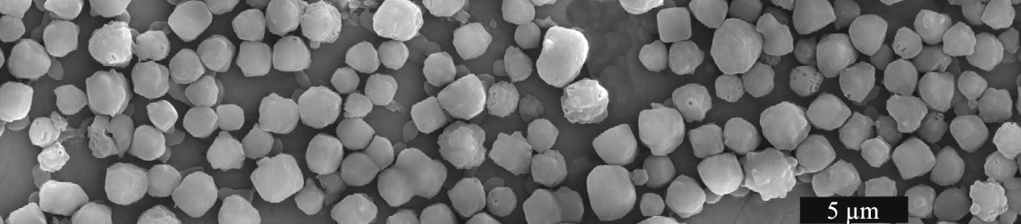 Imagen de microscopio electr�nico de barrido de cuerpos de oclusi�n de SfMNPV