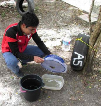muestreando larvas de Aedes en neum�ticos tratados con spinosad