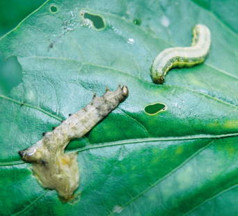 Transmisi�n del nucleopoliedrovirus de Spodoptera exigua