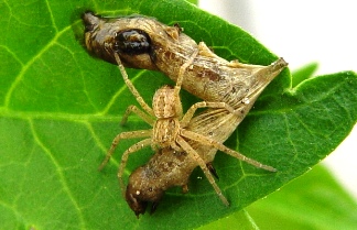 Una ara�a consume una larva infectada - el intestino de los depredadores es �cido y los cuerpos de inclusi�n del baculovirus pasan sin disolverse.