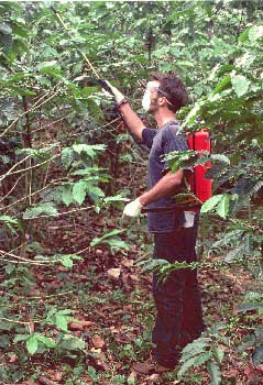 Steven Edgington aplica esporas de Beauveria bassiana para el control de la broca del cafe, Hypothenemus hampei.