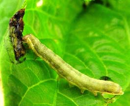 Transmisi�n horizontal de nucelopoliedrovirus (baculovirus) mediante el canibalismo de un cad�ver infectado de Spodoptera exigua.